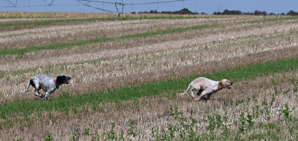 Astoria des Demons De Gergovie
