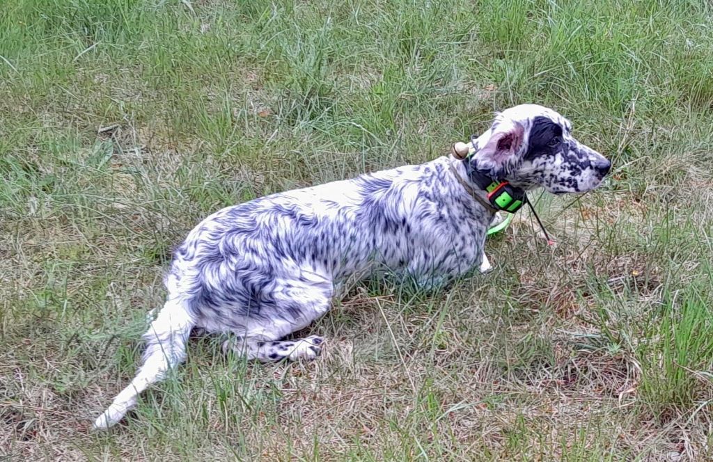Tess ? Une jeune chienne pleine d?avenir
